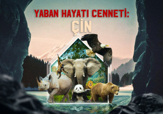 Yaban Hayatı Cenneti: Çin