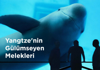 Yangtze'nin Gülümseyen Melekleri