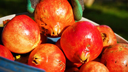 Anadoludakiler 25. Bölüm